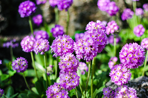 Purple flowers Primula denticulata (drumstick primrose) in spring garden. Blooming time. Selective focus.