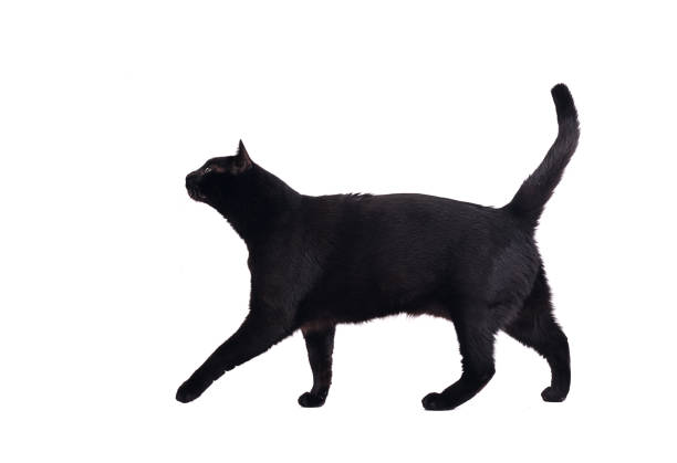 ウォーキングブラック猫