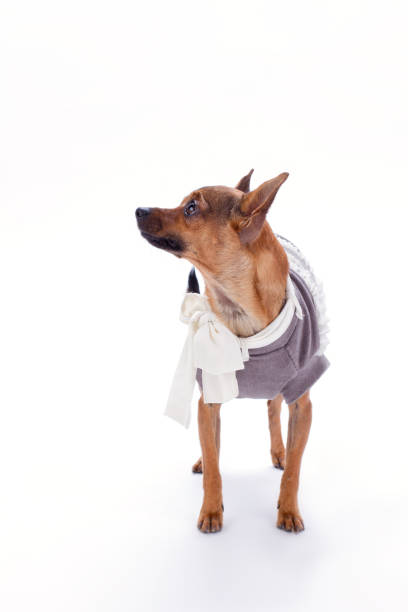 istock Russian toy in clothes, studio shot. 924533654