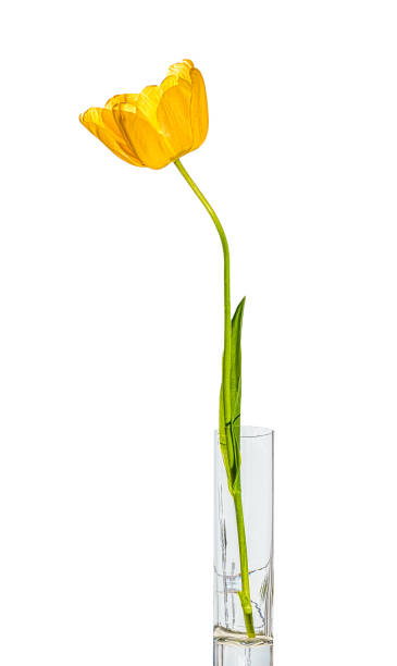 istock Yellow tulip in a glass goblet on a white background 924534938