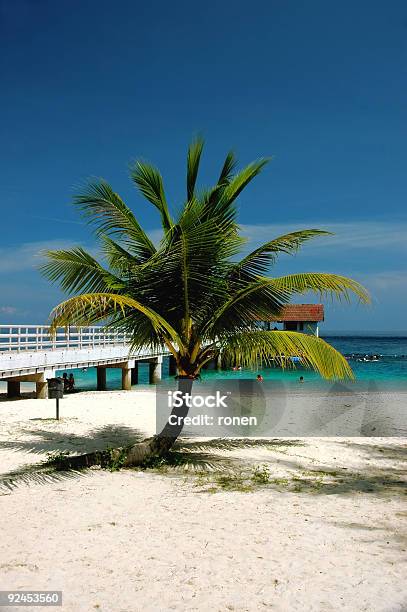 Beach Coconut Tree Stock Photo - Download Image Now - Arranging, Bay of Water, Beach