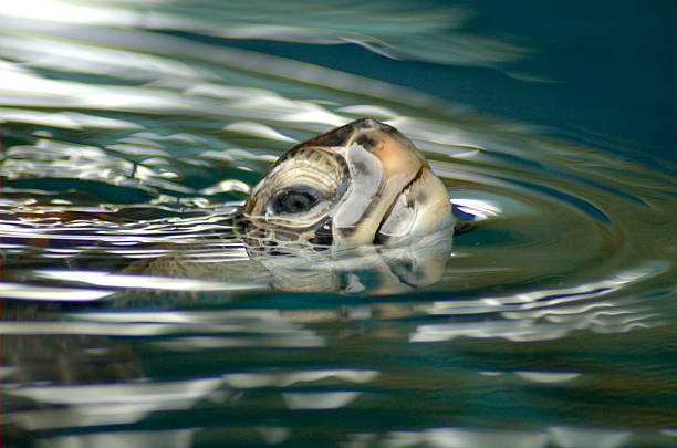 морская turtle - keeping above water стоковые фото и изображения