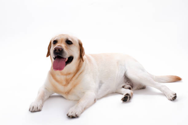 istock Studio shot of young beautiful labrador. 924536356