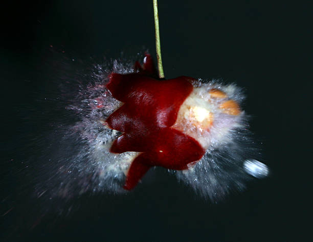 cherry being torn apart stock photo