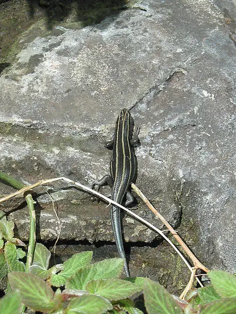 Photo of Five-Lined Skink