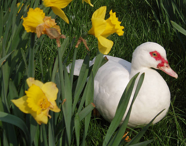 Pato e Daffodils - fotografia de stock