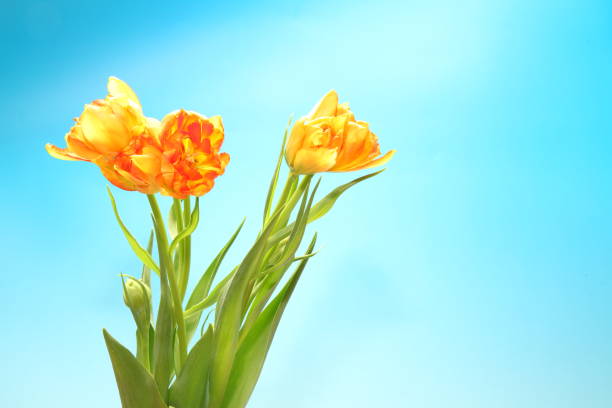 istock tulips in a blue gradation background 924539560