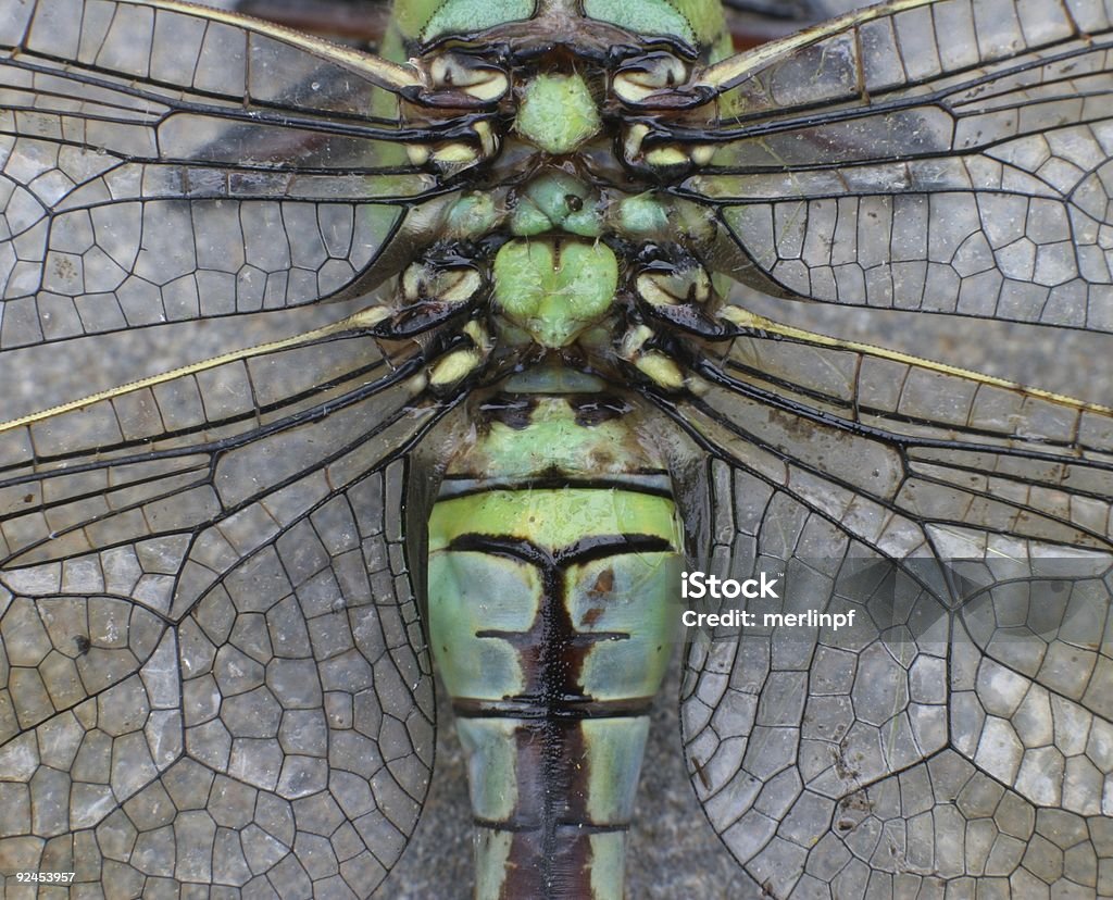Dragonfly_back_wings - Foto de stock de Libélulas libre de derechos