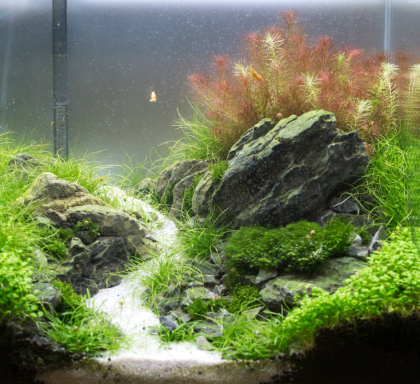 istock Beautiful tropical planted freshwater aquarium 924540626