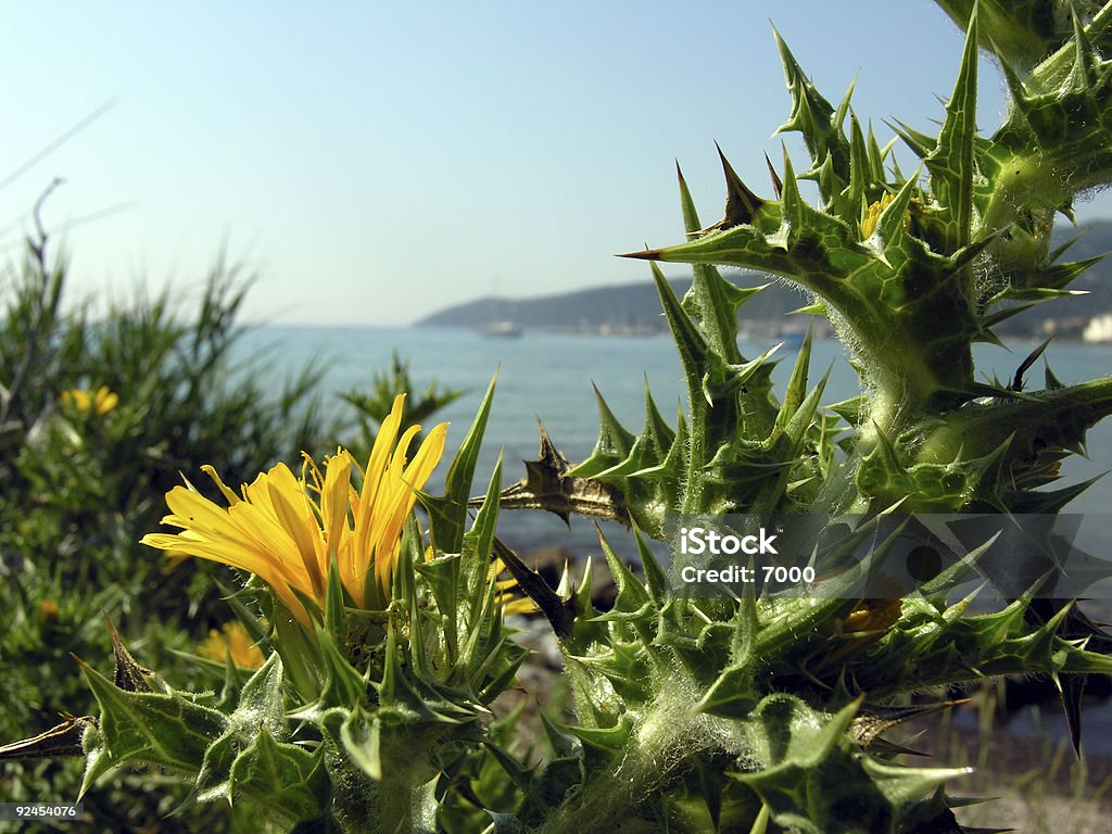 Corsica Beleza natural - Royalty-free Amarelo Foto de stock