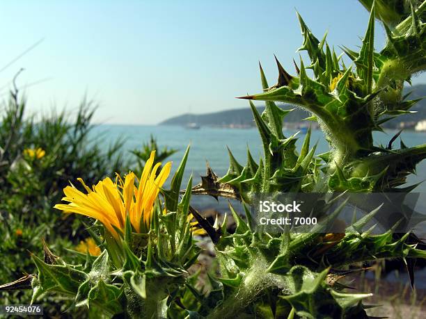 Corsica Beleza Natural - Fotografias de stock e mais imagens de Amarelo - Amarelo, Boné, Cato