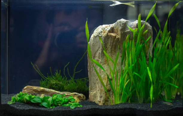 istock Beautiful tropical planted freshwater aquarium 924540942