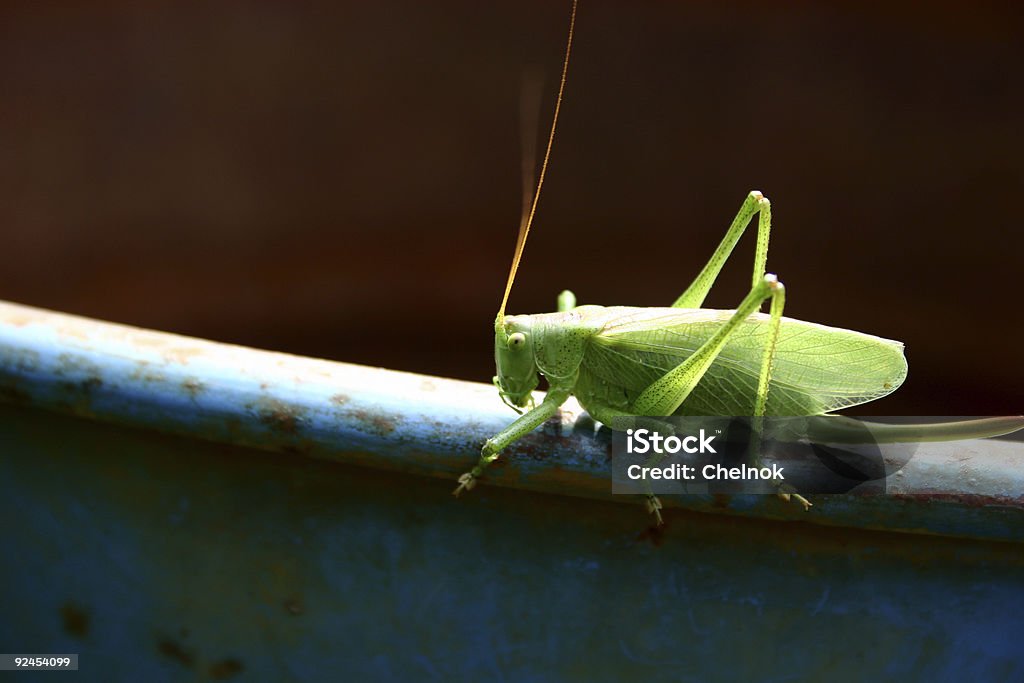 Locust - Foto de stock de Aislado libre de derechos