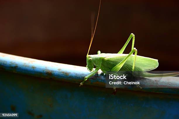 Locust Foto de stock y más banco de imágenes de Aislado - Aislado, Ala de animal, Animal