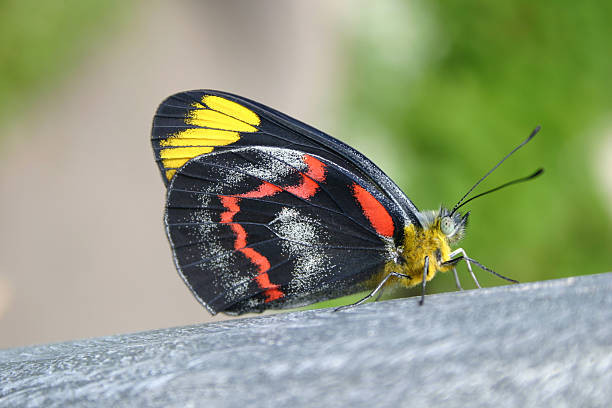 Orange-spotted tiger clearwing or disturbed tigerwing butterfly native to the Mexican rainforest