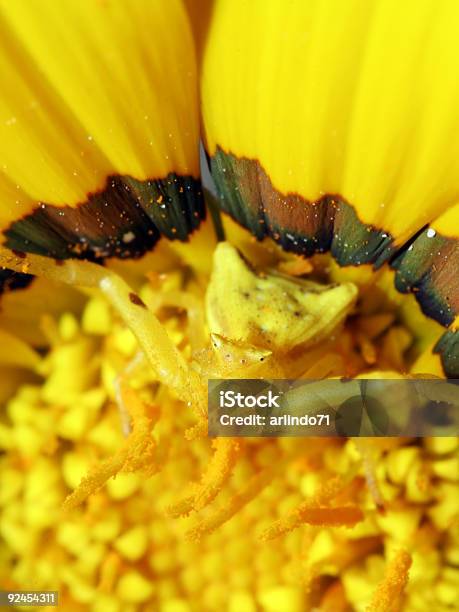 Camouflaged Crab Spider 1 Stock Photo - Download Image Now - Animal, Animals Hunting, Arachnid