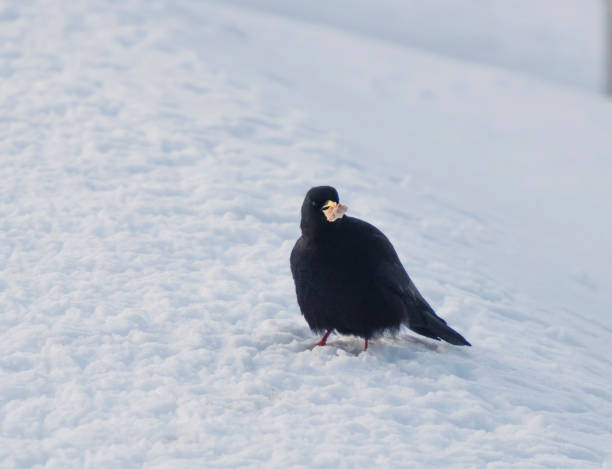 istock Alpine chough (Pyrrhocorax graculus) sitting in the snow during winter 924544006