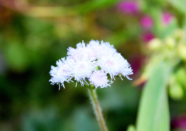 istock Lilac inflorescence, flower ageratum.  Close-up. 924544110