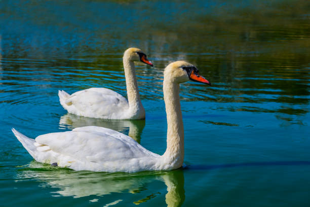 istock white swan swim in a water 924544632