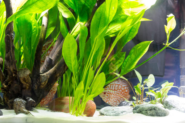 istock Beautiful tropical planted freshwater aquarium 924544656