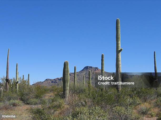 Kaktusy Saguaro - zdjęcia stockowe i więcej obrazów Tucson - Tucson, Bez ludzi, Bezchmurne niebo