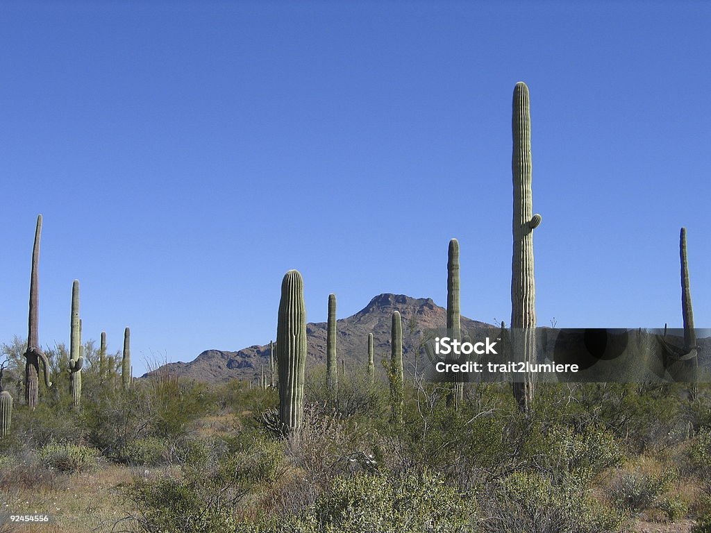 Saguaro с изображением кактусов - Стоковые фо�то Тусон роялти-фри