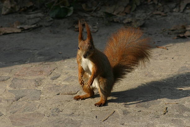 squirrel .. stock photo
