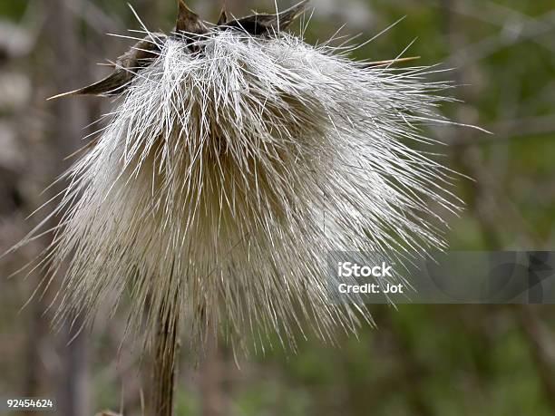 Spiky Seed Pod 2 Stock Photo - Download Image Now - Abrasive, Agricultural Field, Algarve