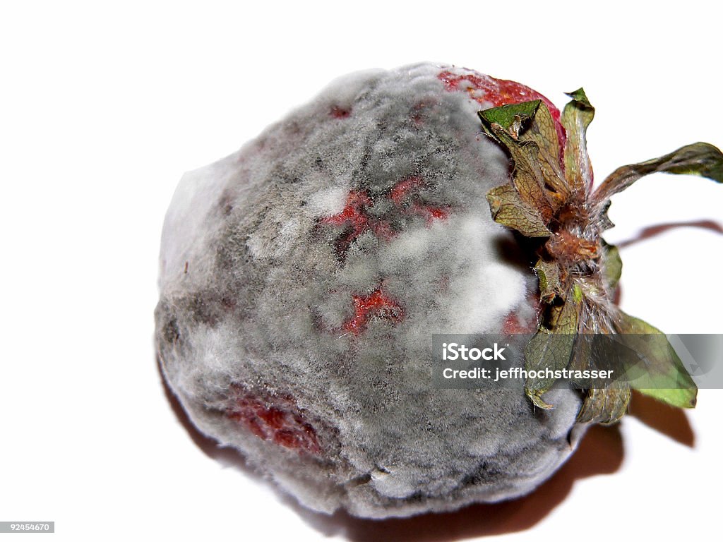 Moldy fresa - Foto de stock de Cabello gris libre de derechos