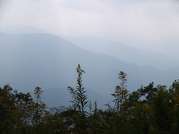 smoky mountains und Blumen – Foto
