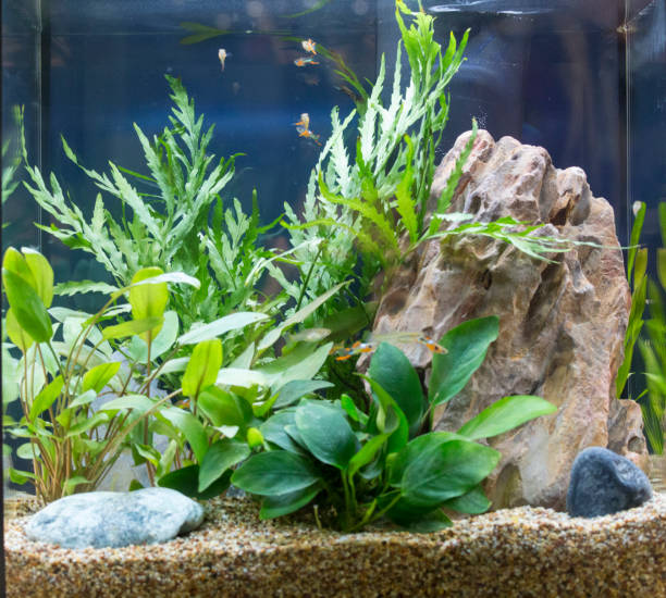 istock Beautiful tropical planted freshwater aquarium 924547376