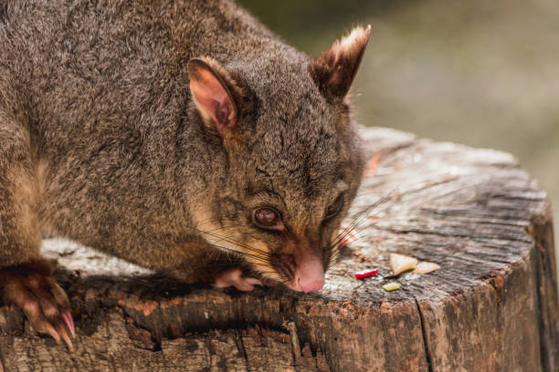 Close up of Possume in a tree Close up of Possume in a tree possum nz stock pictures, royalty-free photos & images