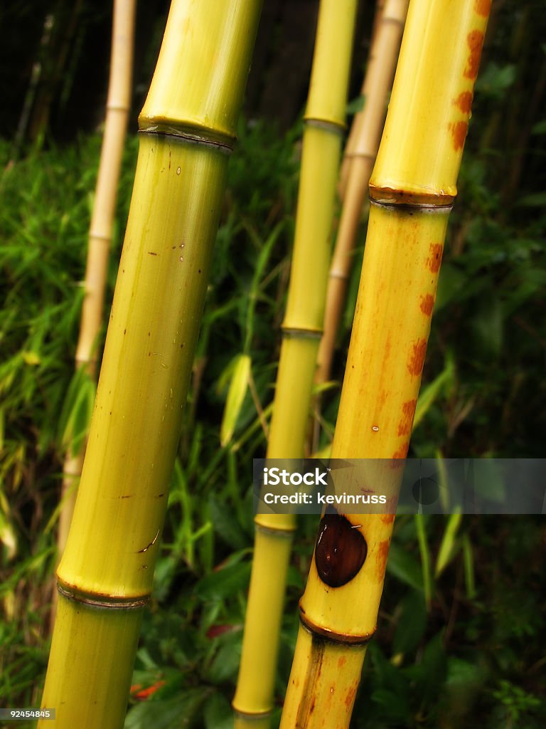 Upclose foto di bambù - Foto stock royalty-free di Acqua
