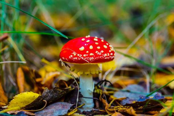 istock closeup red flyagaric mushroom in a autumn forest 924548796