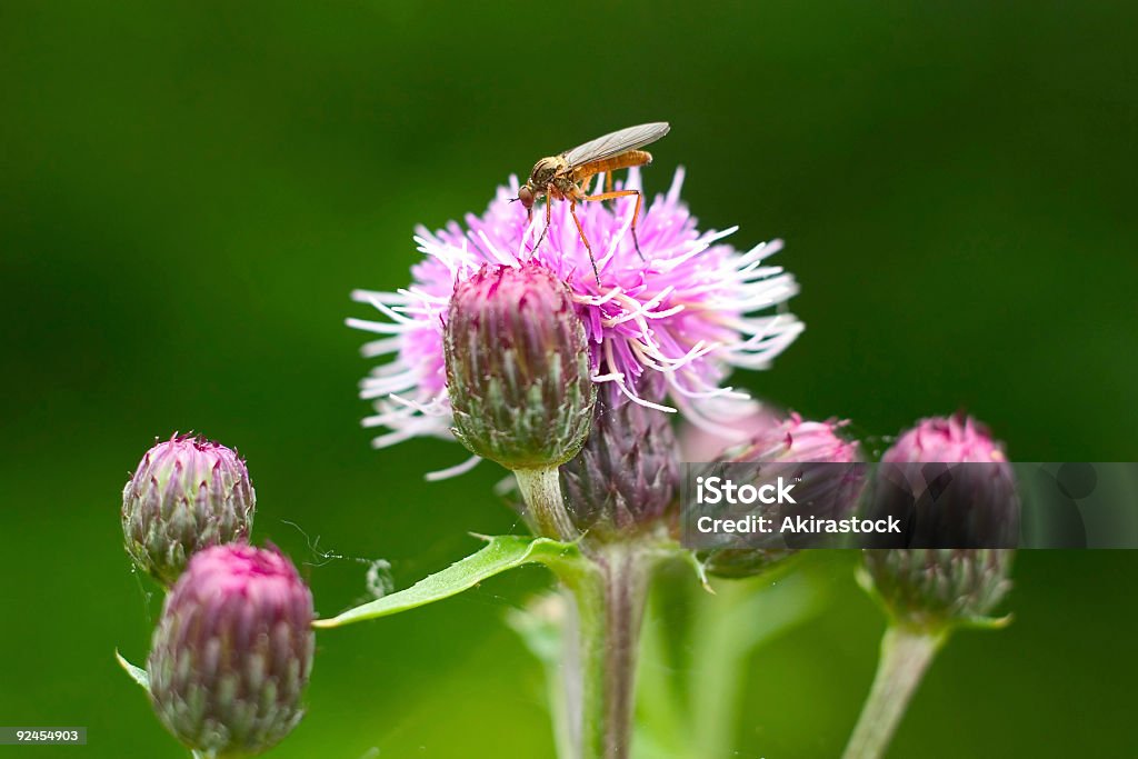 Moustique sur Fleur - Photo de Moustique libre de droits