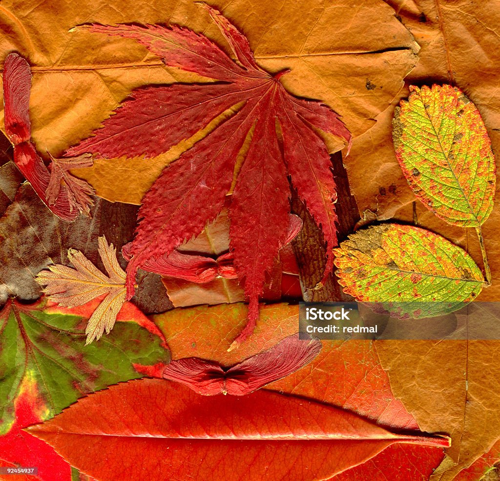 Outono andar - Foto de stock de Ver a Hora royalty-free