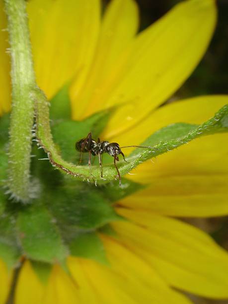 istock Tiny Black on Yellow and Green Flower 92455186