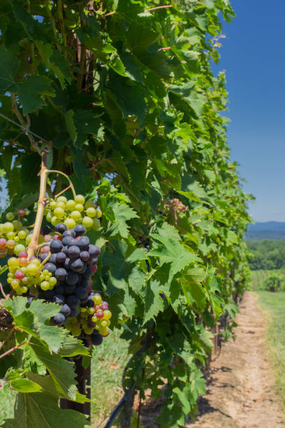 winery vineyard in north carolina yadkin valley - grapes and agriculture - mountain mountain range north carolina blue imagens e fotografias de stock