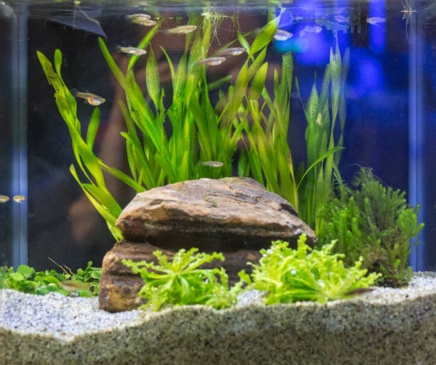 istock Beautiful tropical planted freshwater aquarium 924555458