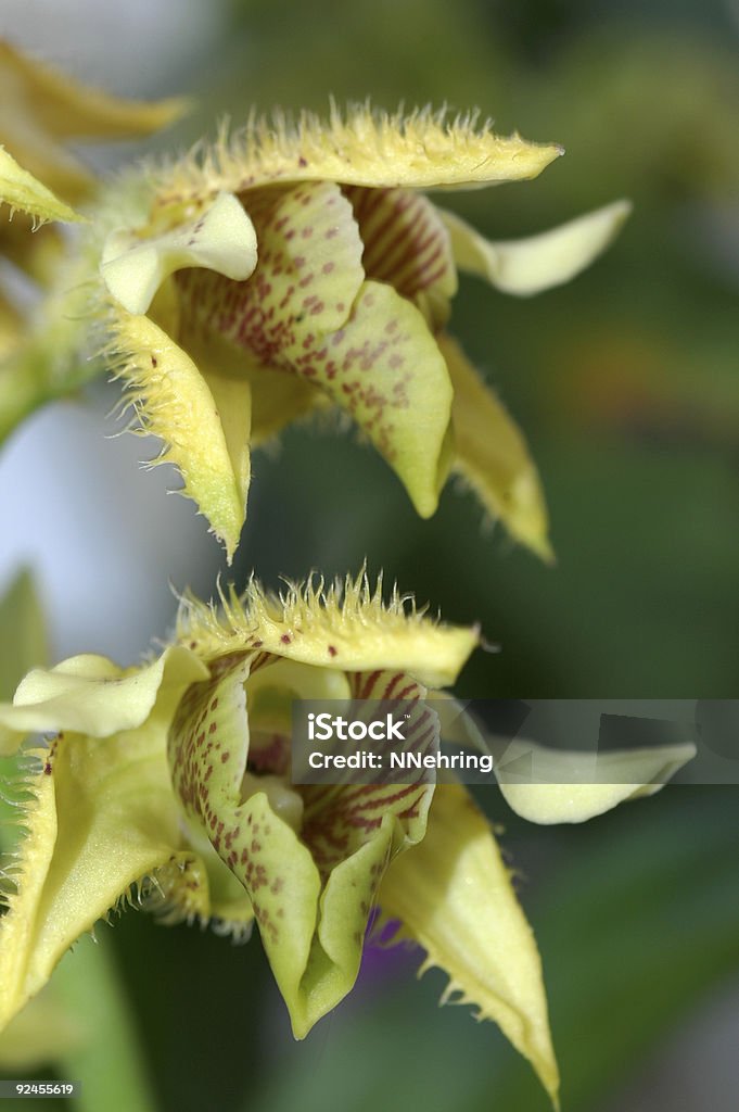 Jardín Orquídea Dendrobium macrophyllum - Foto de stock de Amarillo - Color libre de derechos