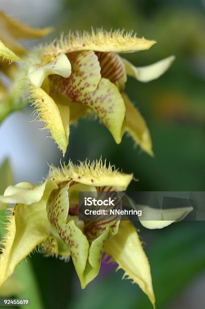 Jardín Orquídea Dendrobium Macrophyllum Foto de stock y más banco de imágenes de Amarillo - Color - Amarillo - Color, Beige, Color - Tipo de imagen