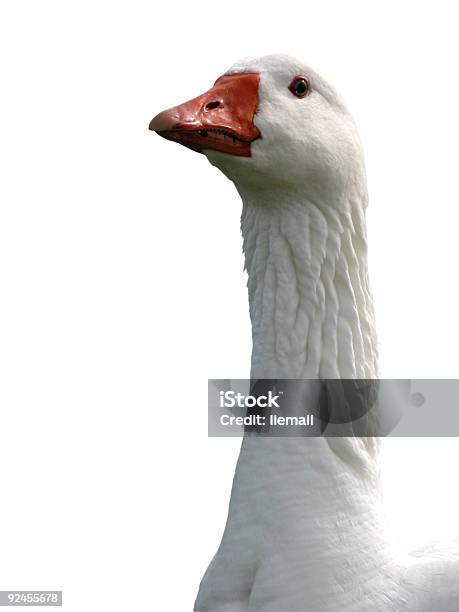 Guard Stockfoto und mehr Bilder von Aquatisches Lebewesen - Aquatisches Lebewesen, Ehrengarde, Farbbild