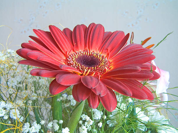 Gerbera flower - foto de stock