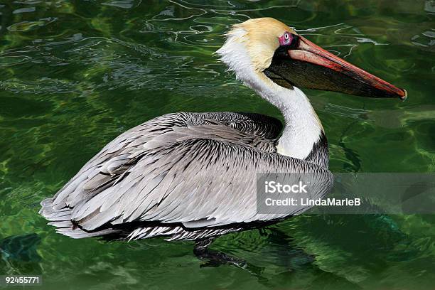 Pelican On Water Stock Photo - Download Image Now - Animal Wildlife, Aquatic Organism, Bird