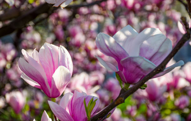 istock blossom of magnolia tree in springtime 924558766