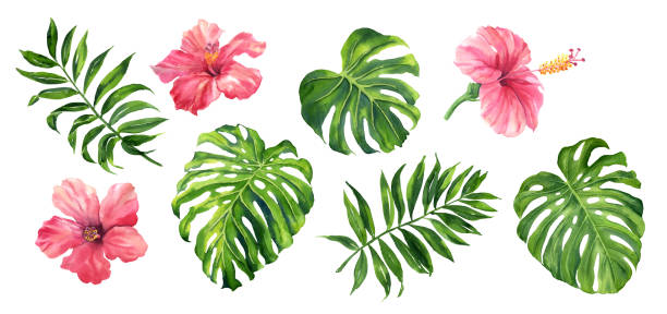 illustrations, cliparts, dessins animés et icônes de réalistes botaniques feuillage des plantes tropicales. ensemble de tropical feuilles et fleurs : vert palmier neanta, monstera, hibiscus. illustration aquarelle isolé sur blanc peint à la main. - palm leaf frond leaf backgrounds