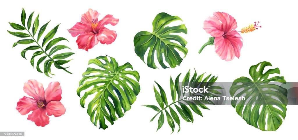 Realistic tropical botanical foliage plants. Set of tropical leaves and flowers: green palm neanta, monstera, hibiscus. Hand painted watercolor illustration isolated on white. Watercolor Painting stock illustration