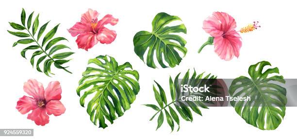Realistic Tropical Botanical Foliage Plants Set Of Tropical Leaves And Flowers Green Palm Neanta Monstera Hibiscus Hand Painted Watercolor Illustration Isolated On White Stock Illustration - Download Image Now
