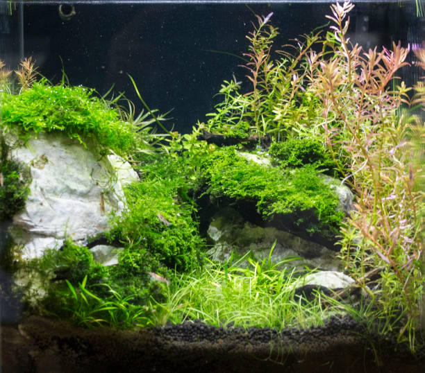istock Beautiful tropical planted freshwater aquarium 924559594