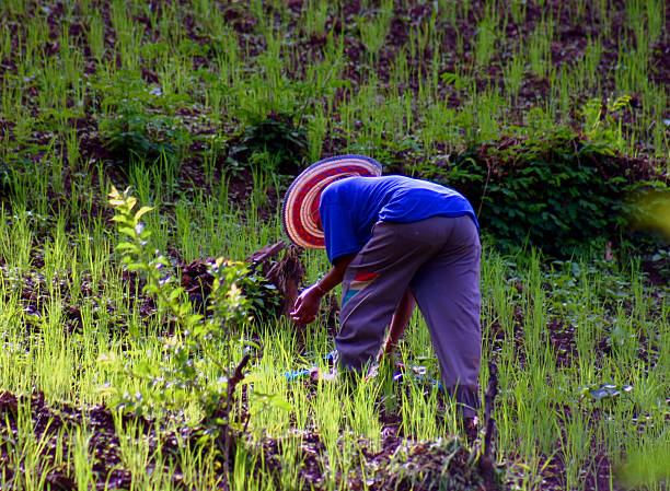 Thai agricoltore che lavora in un campo. - foto stock